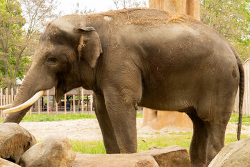 Asia Elephant in Thailand, Asia Elephants in Chiang Mai. Elephant Nature Park, Thailand