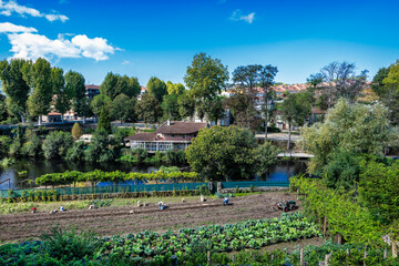 Pequena Plantação orgânica na cidade