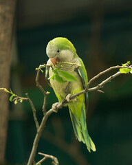 A monk parakeet (Myiopsitta monachus), also known as a quaker parakeet, sits on a green tree branch in the early morning in the northern Pantanal, Mato Grosso in Brazil.