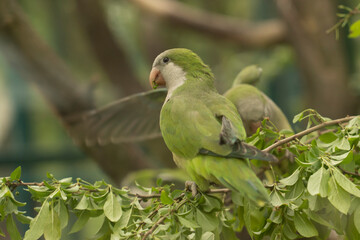 A monk parakeet (Myiopsitta monachus), also known as a quaker parakeet, sits on a green tree branch in the early morning in the northern Pantanal, Mato Grosso in Brazil.