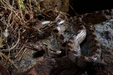 European cat snake // Europäische Katzennatter (Telescopus fallax)