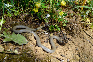 Kopfbinden-Zwergnatter // Ring-headed dwarf snake (Eirenis modestus) 