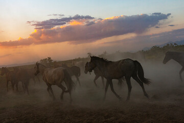 Fototapeta na wymiar Landscape of wild horses running at sunset with dust in background.