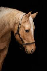 Obraz premium Horses