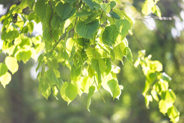 Close up for beautiful green leaves on the sunlight;