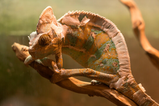 Yellow-blue lizard Panther-chameleon sitting on a large branch