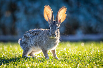 Desert Cottontail (Sylvilagus audubonii)