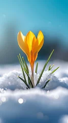 Poster yellow crocus in snow with clear blue sky, Spring is coming, new beginning, background banner with copy space for web and greeting cards © cartoon-IT