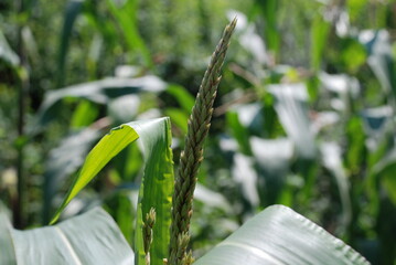 Corn grows in the garden. Under the bright summer sun, tall shoots with thick green stems and long elongated leaves grew. Among the leaves you can see the cobs of a growing vegetable.
