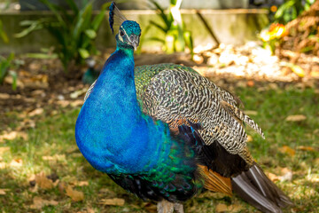 Obraz premium Peacock in the the Crystal Palace (O Palacio de Cristal) garden, Porto, Portugal