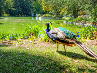 Peacock in the the Crystal Palace (O Palacio de Cristal) garden, Porto, Portugal - obrazy, fototapety, plakaty