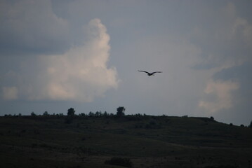 Wild nature of the steppes. Trees, bushes, grass with green foliage grow on a hillside under a sky with gray clouds. A large white-gray stork flies over the meadow. The bird has a long beak.