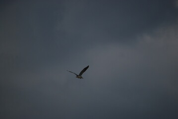 Wild bird in the sky. The blue sky is almost completely covered with white-gray clouds. A large...