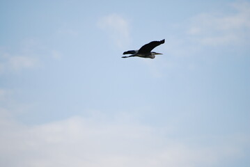Wild bird in the sky. The blue sky is almost completely covered with white-gray clouds. A large heron with white-gray wings flies across the sky. The bird has a long beak and a large wingspan.
