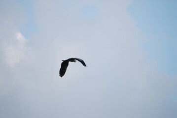Wild bird in the sky. The blue sky is almost completely covered with white-gray clouds. A large...
