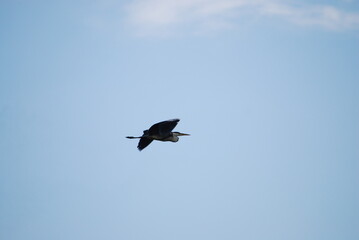 Wild bird in the sky. The blue sky is almost completely covered with white-gray clouds. A large heron with white-gray wings flies across the sky. The bird has a long beak and a large wingspan.