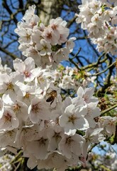 bee looking for a nectar in the white flower in the tree in spring.