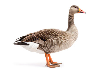 Elegant Grey Goose in Profile View