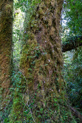 A Large Tree Covered in Moss Vines and Lichens in a Temperate Rainforest Northern Patagonia Chile