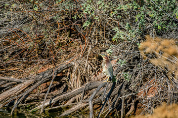 A Green Heron is well camouflaged in tree branches at the edge of a lake near Phoenix Arizona
