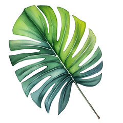 beautiful tropical leave . Monstera illustration isolated on the white background, watercolor.