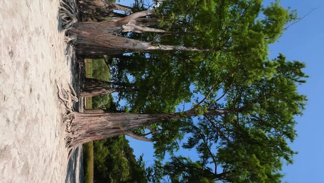 Panoramic shot of a cypress grove on Lake Sukko on a sunny summer day. Swamp cypresses. North American deciduous-coniferous tree. The taxodium is two-row. Krasnodar Territory, Black Sea, Russia 2023