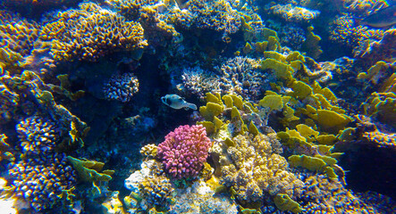Naklejka na ściany i meble coral reef with fish for banner background