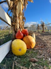 Many different pumpkins at an outdoor farmers market. Close up. Vertical photo