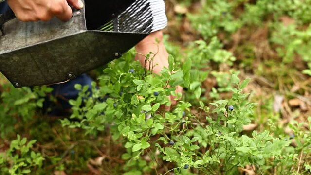 Blueberry harvest. Process of collects and picks wild seasonal berries in forest. Women hands pick blueberries with berry scoop tool, plucking bilberries with special rake, harvesting comb at farm.