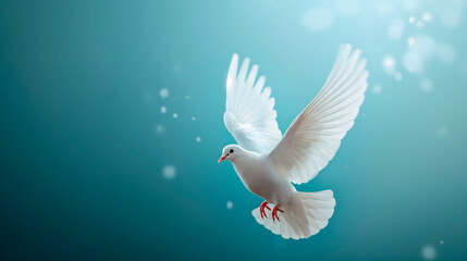 Paloma blanca sobre fondo liso para utilizarlo como imagen de la paloma de la paz - obrazy, fototapety, plakaty