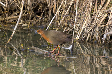 川の倒木にとまるヒクイナ