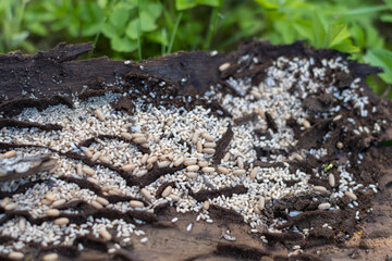 Ant nest under bark of tree with eggs and flys - summer season