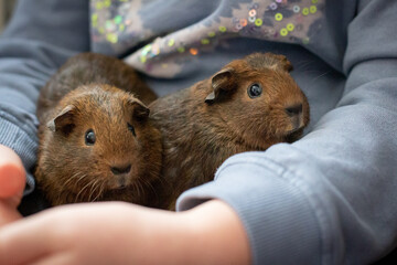 holding guinea pigs 