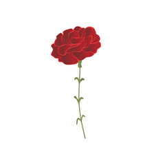 Beautiful red carnation flower on white background
