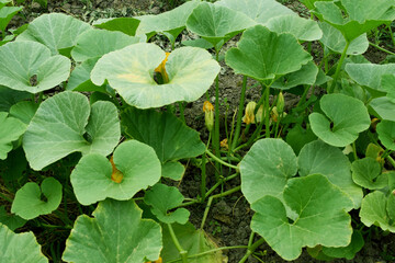 Zucchini growing in in the vegetable garden. Squash bloosoms.