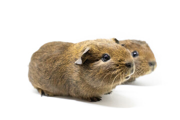 brown guinea pig 