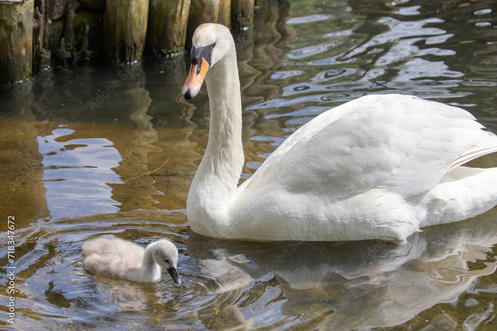 Canvas Prints swan cygnet