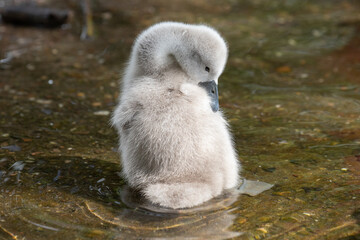 swan cygnet 