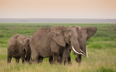 Afrykańskie słonie na sawannie Parku Narodowego Amboseli Kenia - obrazy, fototapety, plakaty