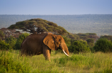 Afrykańskie słonie na sawannie Parku Narodowego Amboseli Kenia