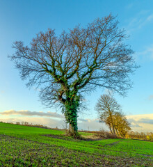 Fototapeta na wymiar tree in the field, Cold Hiendley