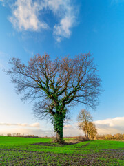 Fototapeta na wymiar tree in the field, Cold Hiendley