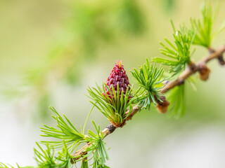 Larch tree fresh pink cones blossom at spring on nature background