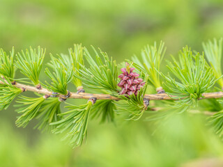 Larch tree fresh pink cones blossom at spring on nature background