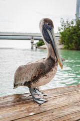 pelican on the beach