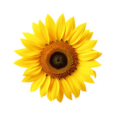 Sunflower isolated on white and transparent background