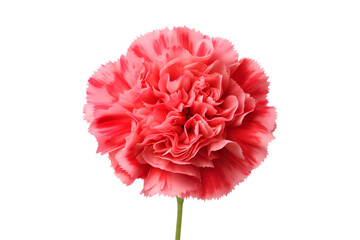 Pink Carnation flower isolated on transparent background