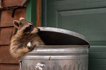Raccoon (Procyon lotor) Sitting in Garbage Can With Marshmallow Looks Right Ears Back