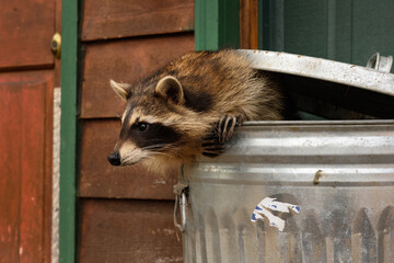 Raccoon (Procyon lotor) Leans Out of Garbage Can to the Left