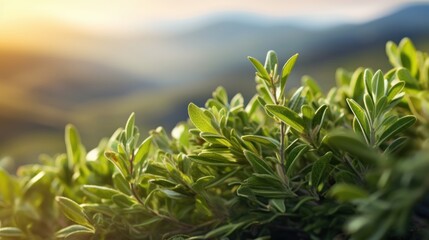  a close up of a green bush with a blurry mountain in the distance in the distance is the sun.